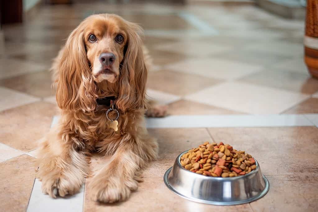 Meeting the Nutritional Needs of Your English Cocker Spaniel