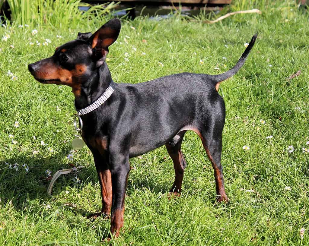 Adorable Doberman puppy standing in a grassy area with blooming flowers, showcasing alertness and curiosity.
