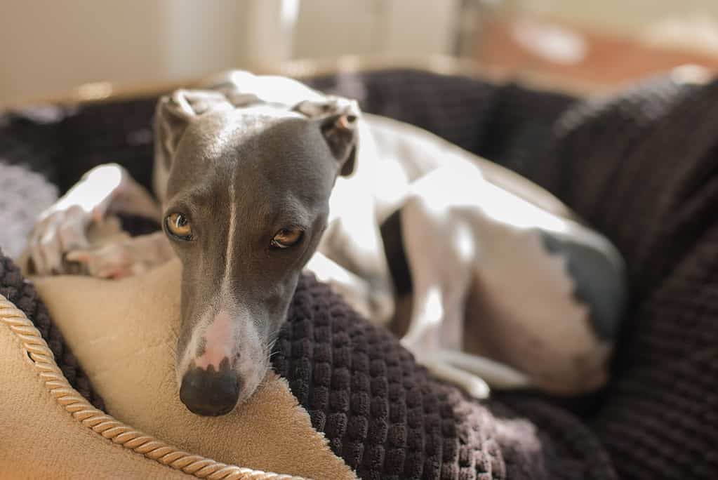 Adorable dog relaxing on a soft blanket, perfect for pet comfort and care.