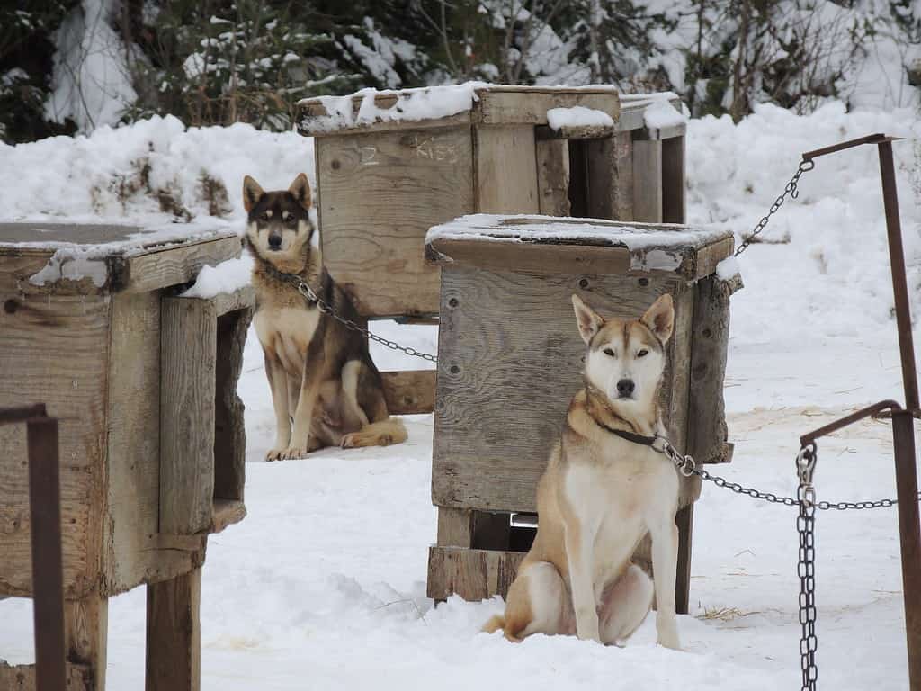 One More Insight into the World of Alaskan Huskies