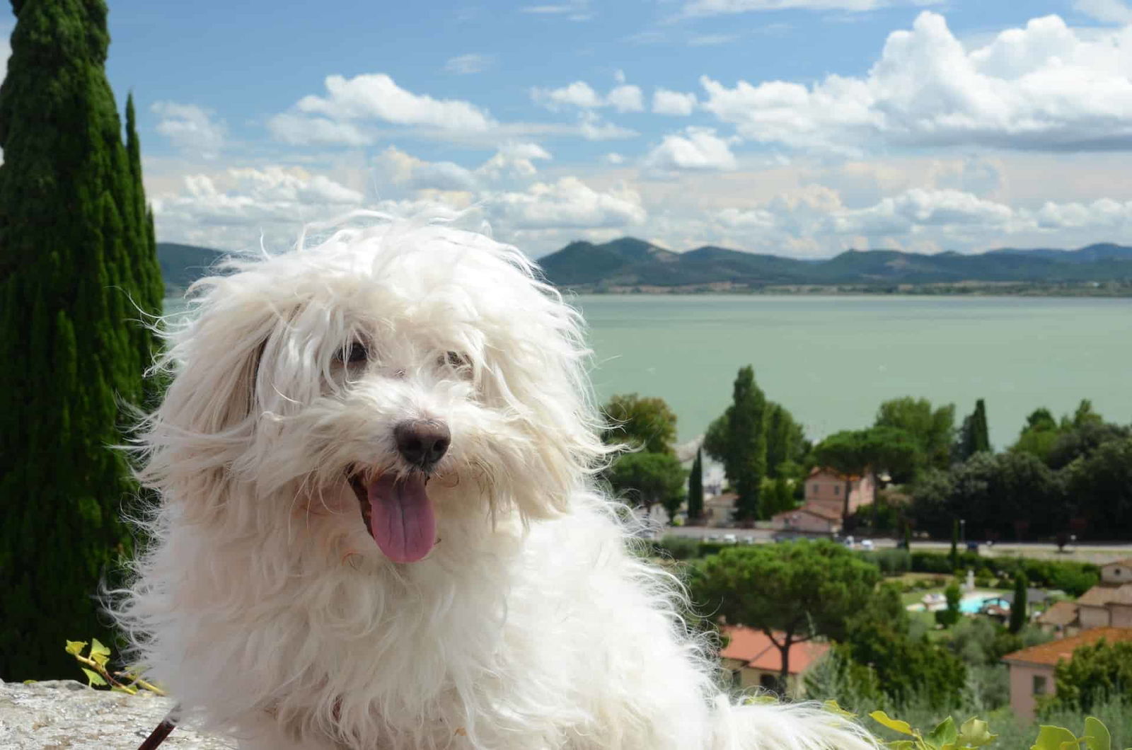 Adorable white dog relaxing with beautiful lake and mountain backdrop.