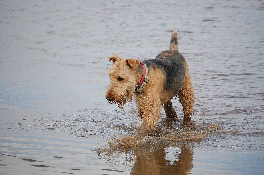 Dog in shallow water at the beach, enjoying outdoor aquatic activity.