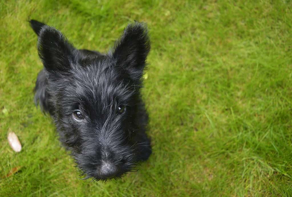 Adorable black puppy sitting on lush green grass, looking up with curious eyes. Perfect for pet care and dog training content.