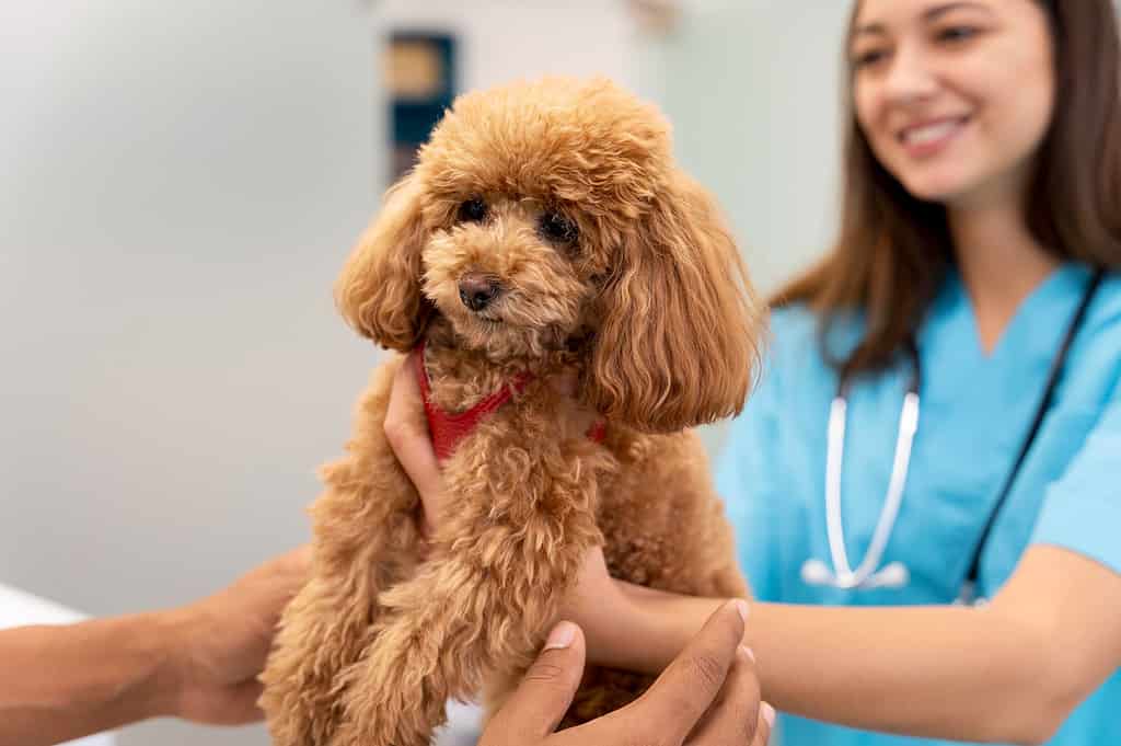 Recognizing Health Issues in Mini Goldendoodles