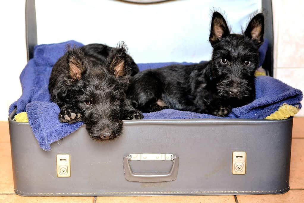 Selecting a Scottish Terrier Puppy What to Keep in Mind