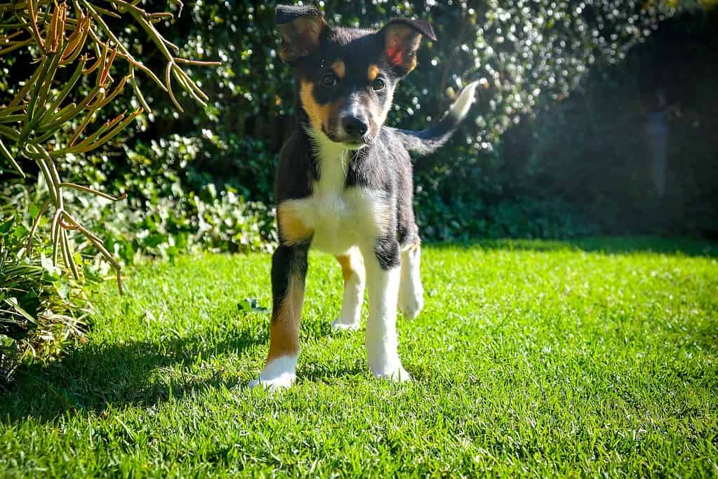 Selecting an Australian Kelpie Puppy Factors to Consider