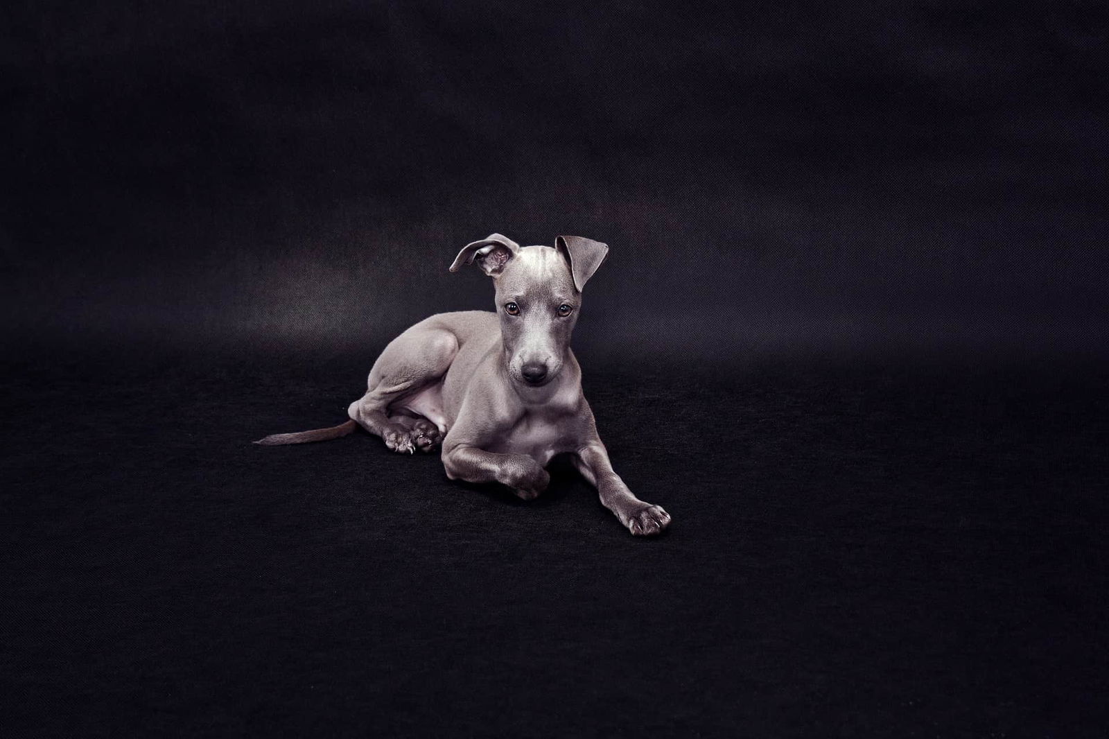 Adorable Italian Greyhound puppy sitting on dark surface, showcasing sleek coat and alert expression.