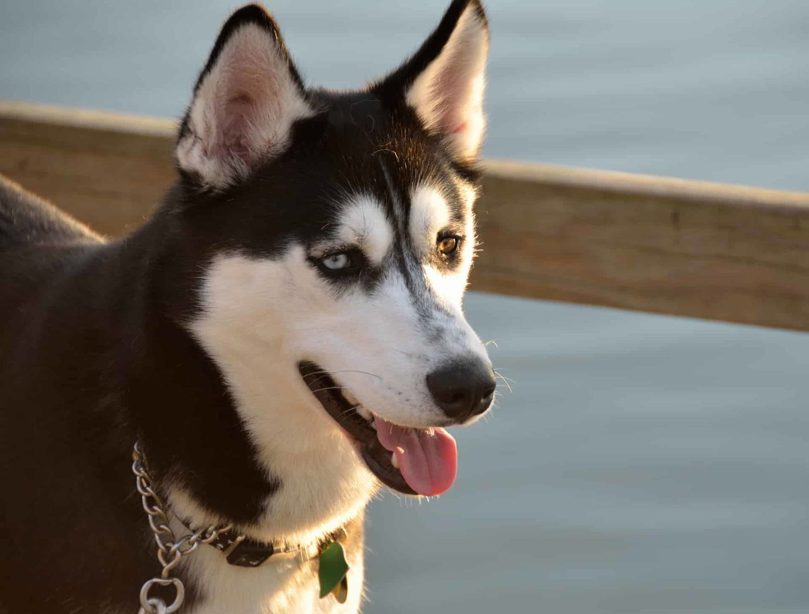 Husky with striking blue and brown eyes, standing by water, showcasing pet care and companionship.