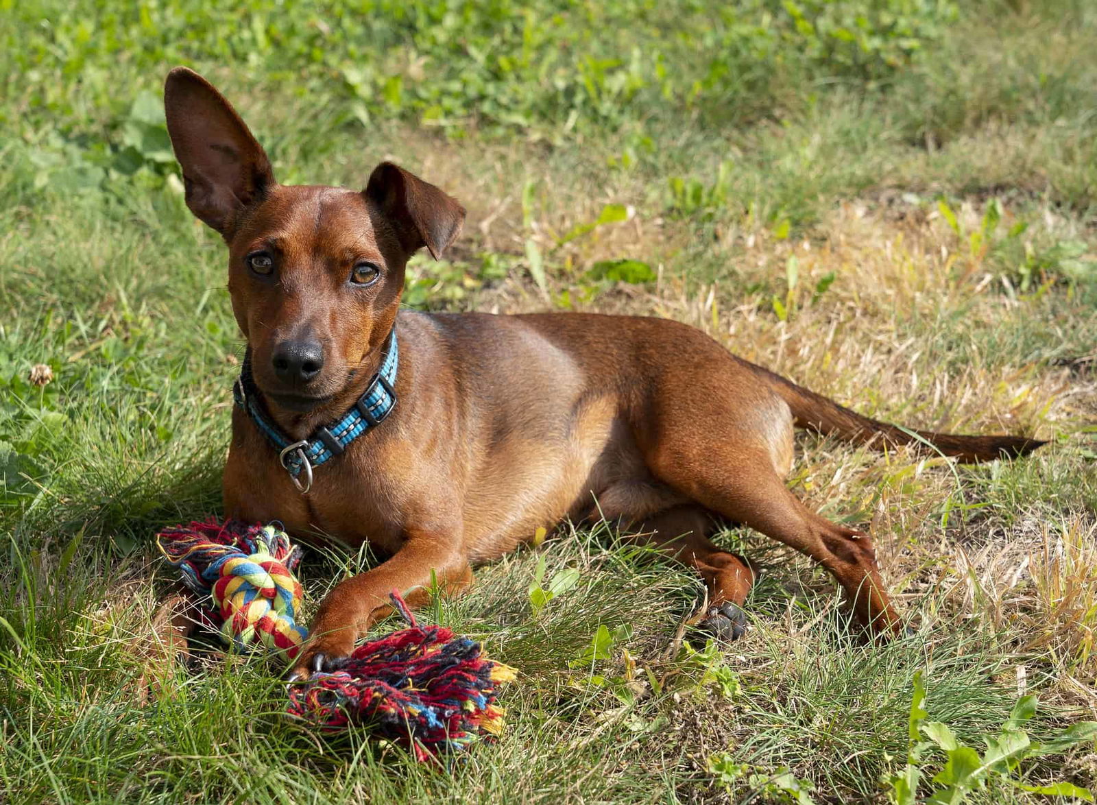 Playful dog lying on grass with colorful rope toy, ready for fun and exercise.
