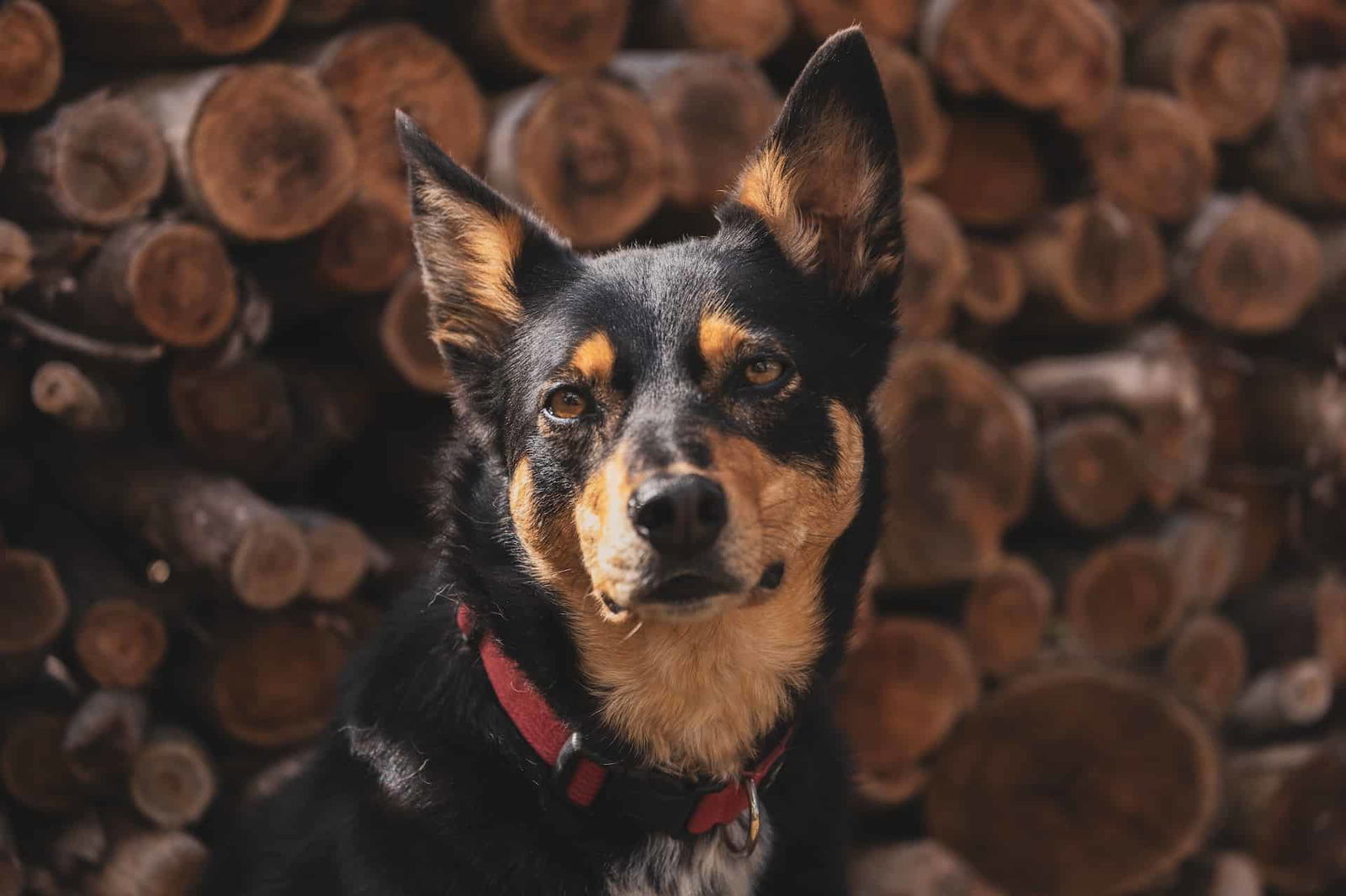 Adorable mixed-breed dog with alert ears and expressive eyes, sitting in front of stacked firewood.