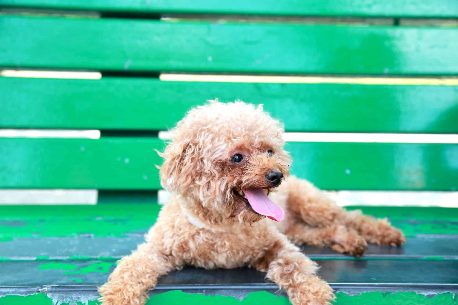Adorable poodle puppy lying on a green wooden bench, showcasing playful and happy temperament.