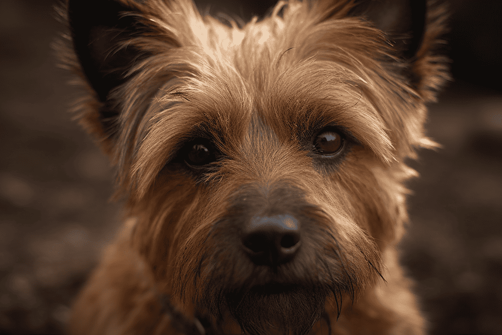 Close-up of a cute dog’s face with expressive eyes.