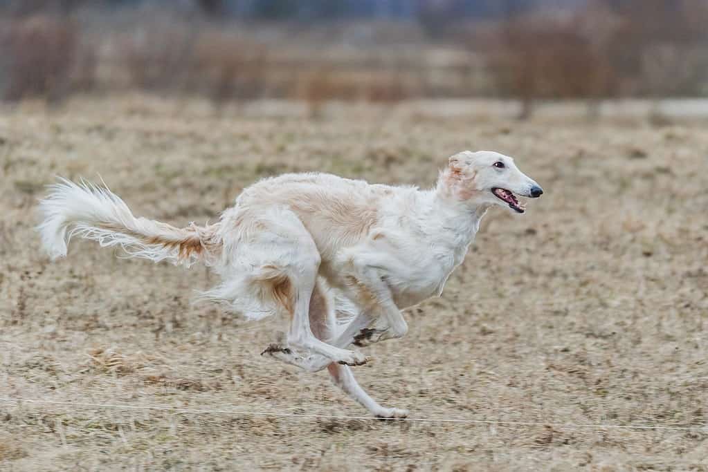 Energetic dog running across a field, showcasing agility and happiness.