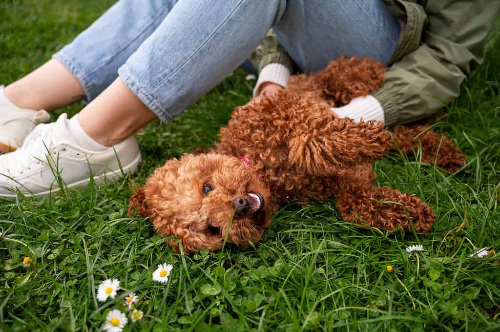 Adorable Toy Poodles playing outdoors, lying in a field of lush green grass with daisies, showcasing their curly fur and playful nature.