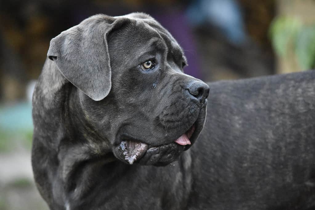 The Temperament and Intelligence of a Cane Corso