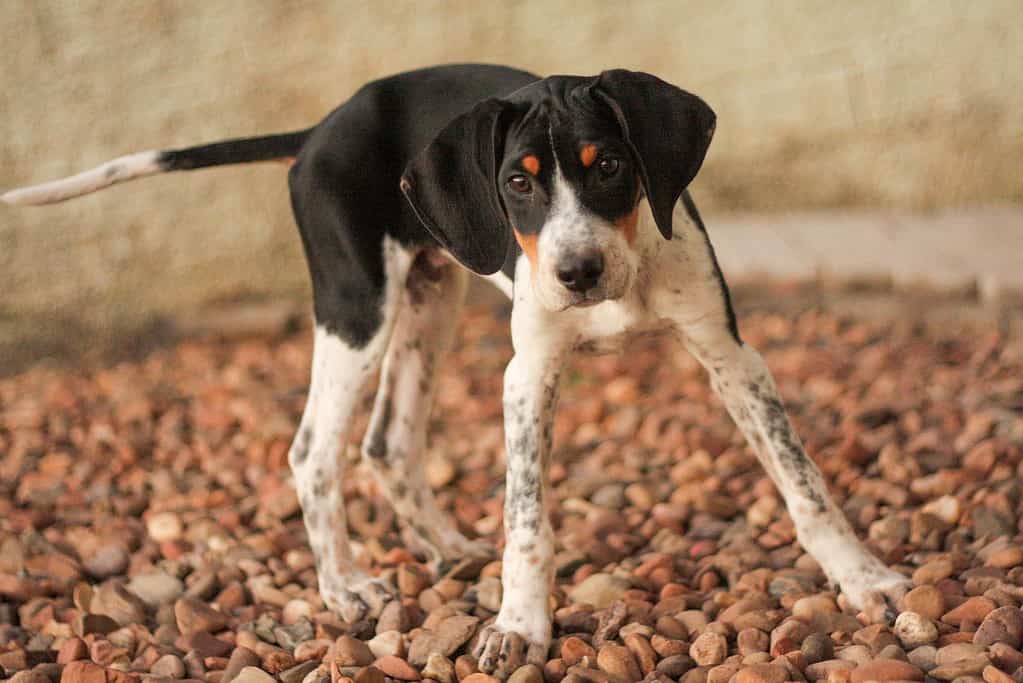 Adorable black and white hound puppy on gravel surface.