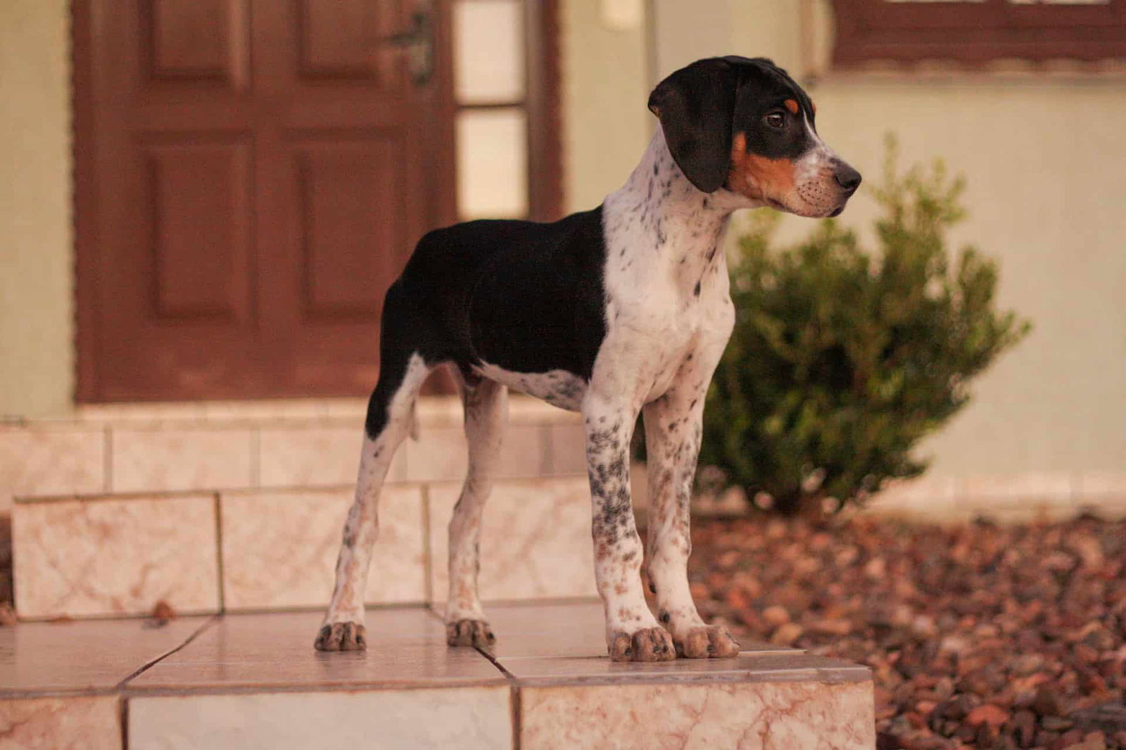 Adorable puppy dog standing outside on porch steps, looking alert and curious. Perfect for dog lovers and pet care content.
