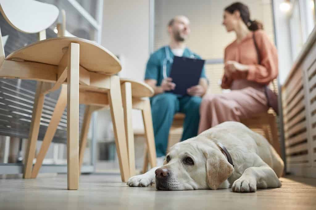 A caring vet discusses dog health with owner in a friendly veterinary clinic setting.
