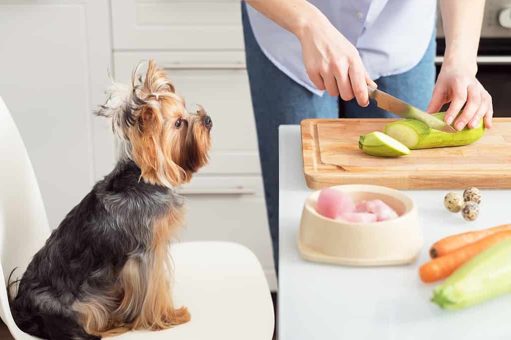 Dog eating fresh vegetables and homemade meal, emphasizing nutritious pet food options.