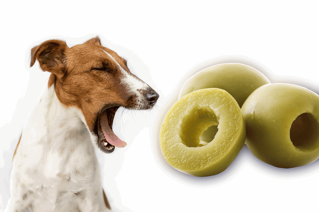 Dog yawning with green olives in front of him.