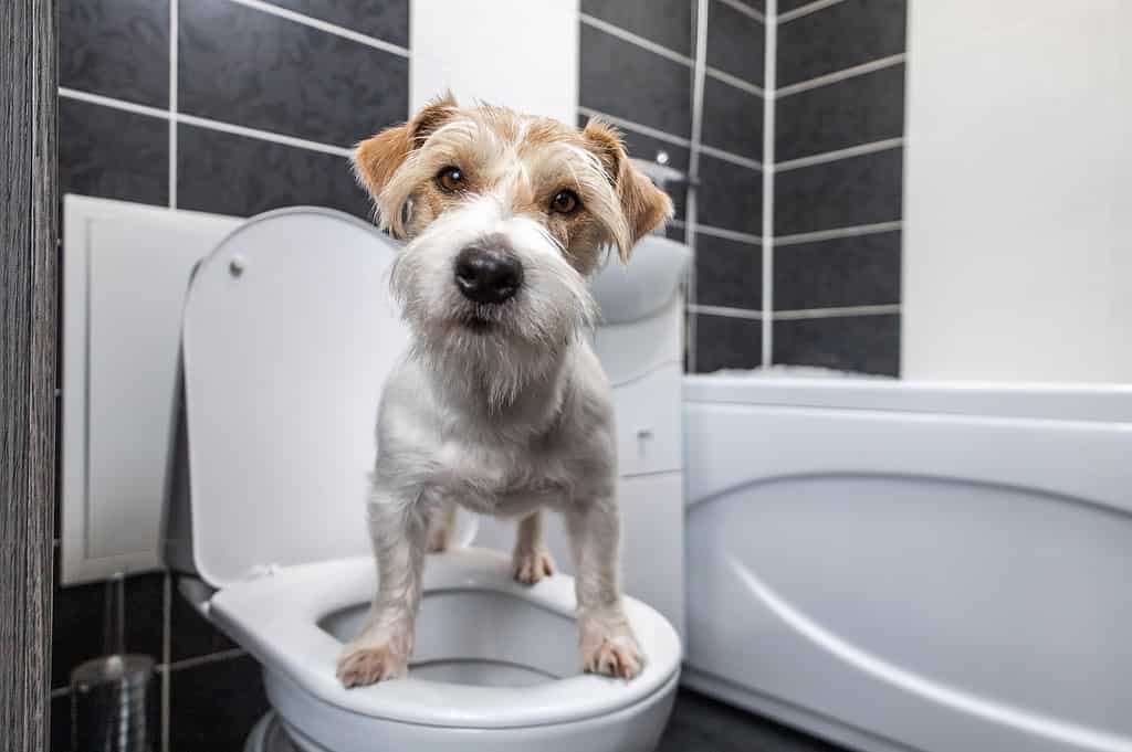 A cute dog standing on a bathroom toilet, highlighting pet hygiene and professional dog grooming services.