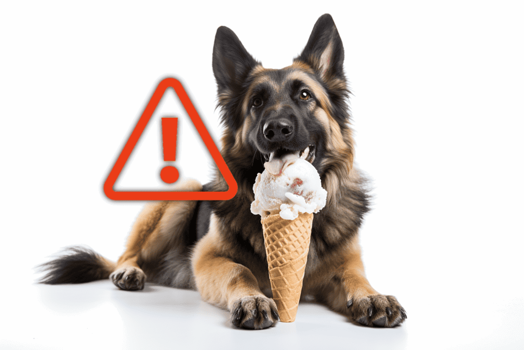 Dog with a warning sign warning about ice cream dangers for dogs.