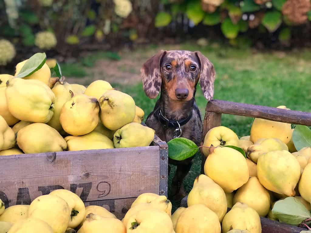 Cute dog with colorful coat surrounded by ripe yellow apples in garden.