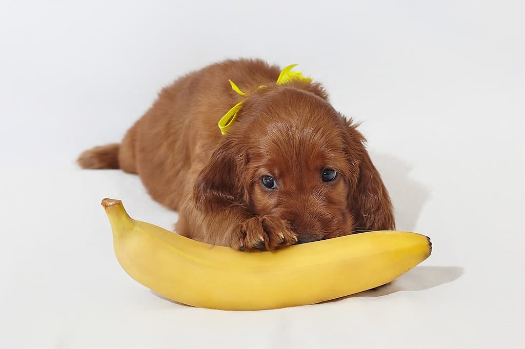 Adorable brown puppy lying on a banana with a yellow ribbon, perfect for pet and dog care content.