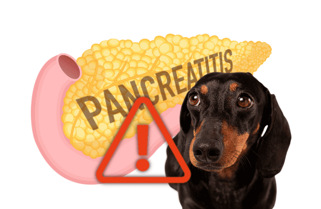 Dog with pancreatitis warning sign, health risk, canine pancreas disease.