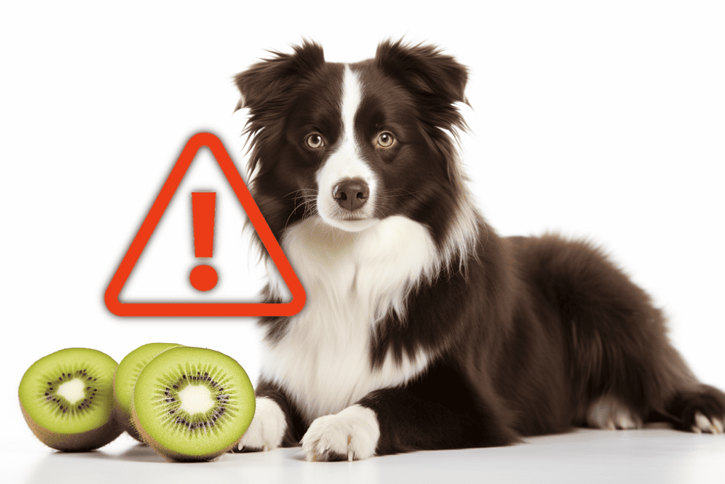 Cute border collie with kiwi and warning icon.