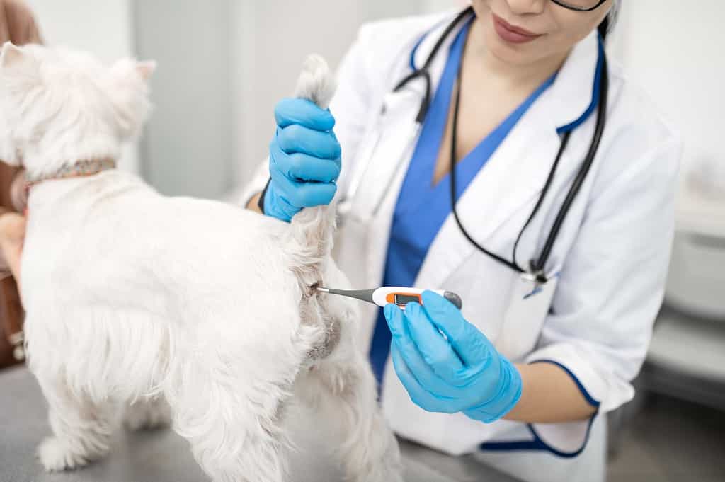 Vet performing a health check on a small white dog using a thermometer, ensuring pet health and wellness in a veterinary clinic.