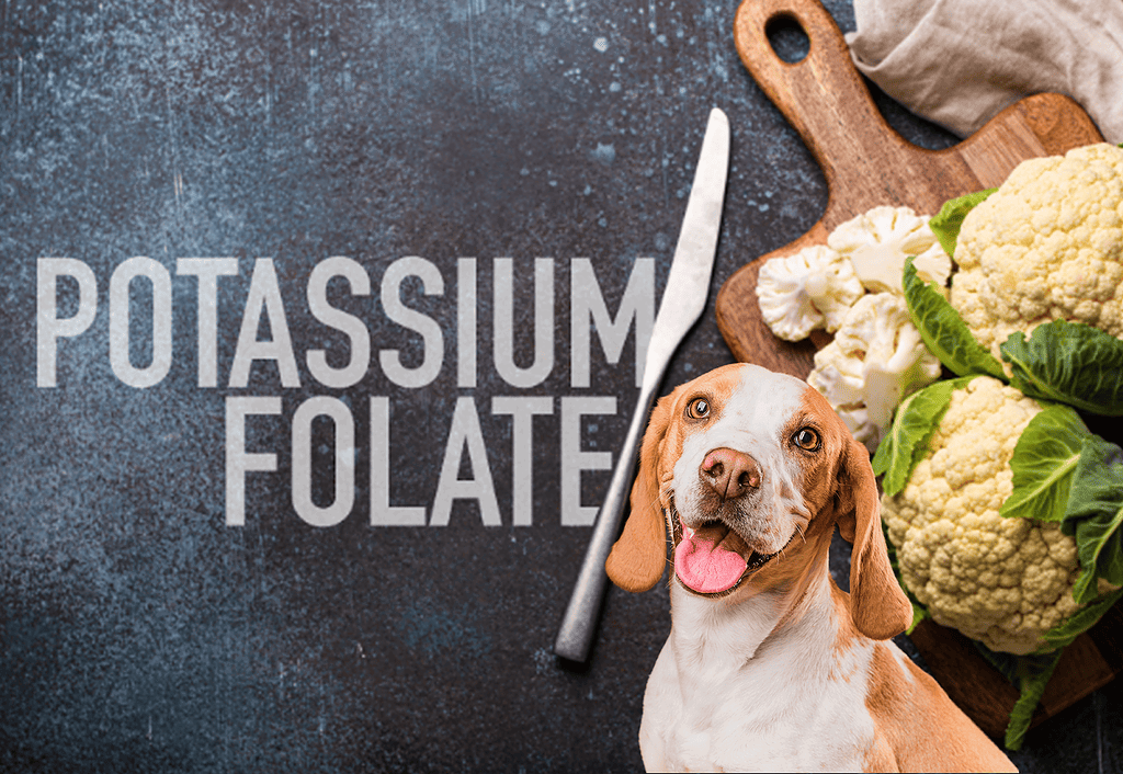 Dog food with potassium and cauliflower for canine health benefits.