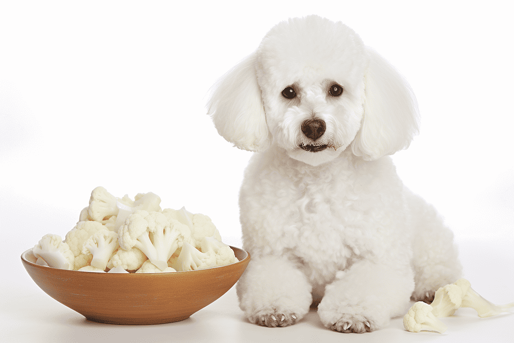 A white fluffy dog sitting next to a bowl of cauliflower florets, emphasizing healthy pet food choices and proper nutrition for dogs.