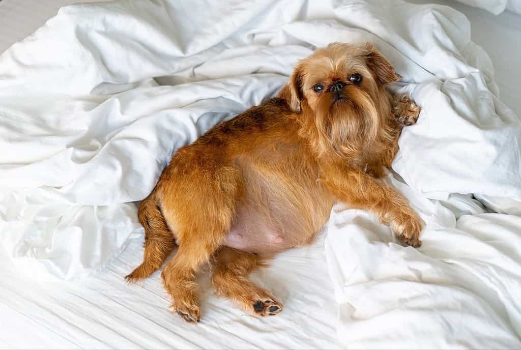 Cute little dog relaxing on soft white sheets, perfect for pet care.