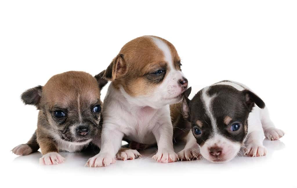 Cute puppy puppies with different coat colors.