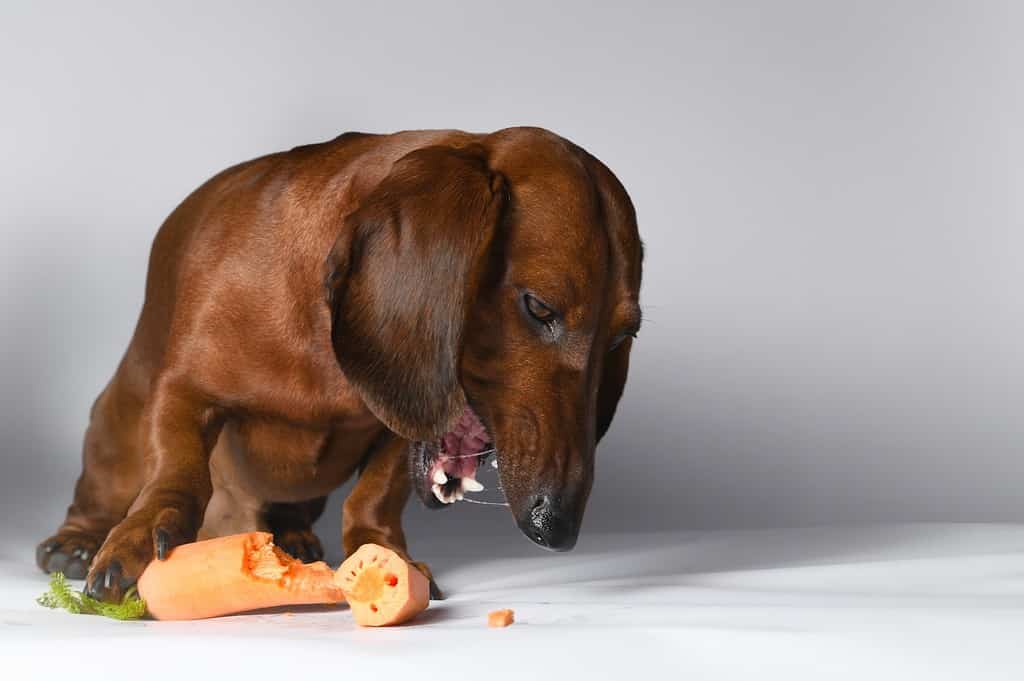 Dog eating carrots with focus on healthy dog food choices.