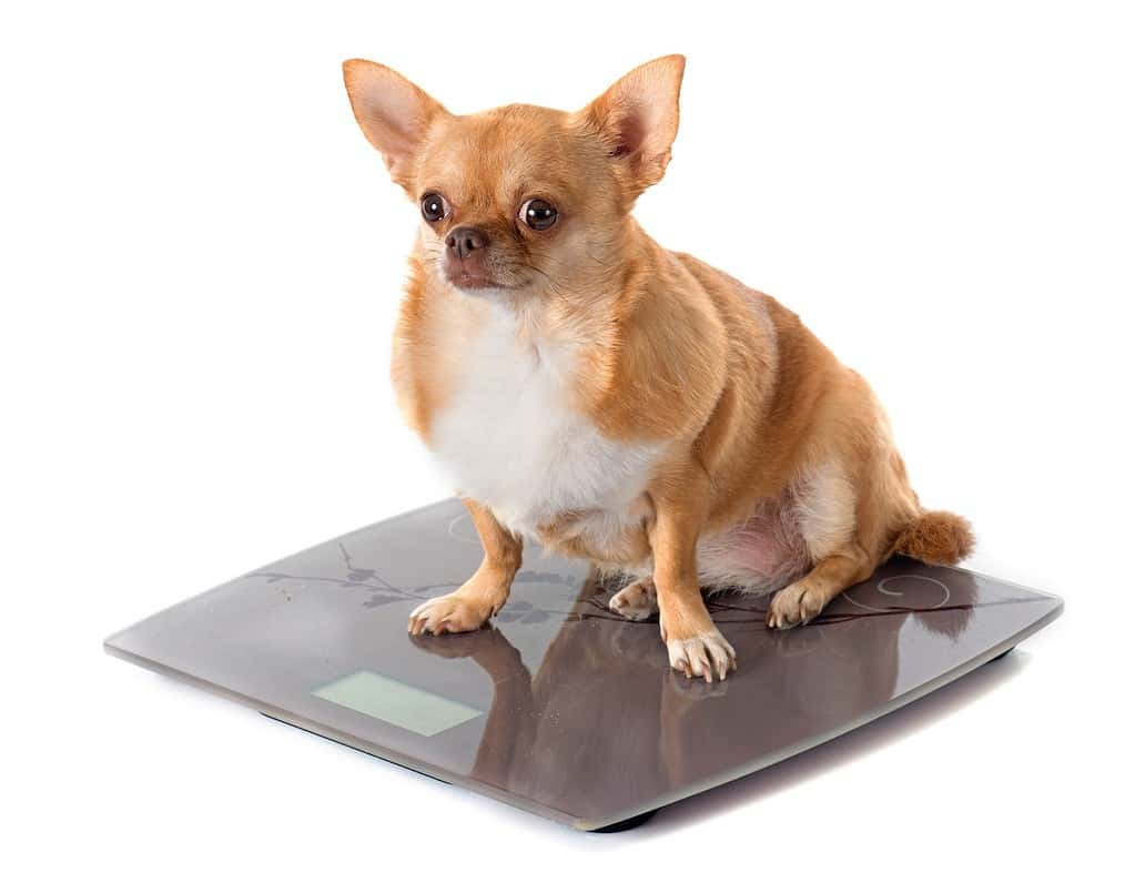 Adorable small dog sitting on a digital scale, emphasizing pet health and weight tracking services.