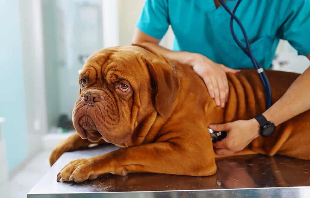 Highly detailed image of a dog veterinarian examining a large brindle-coated dog on the examination table, with stethoscope.