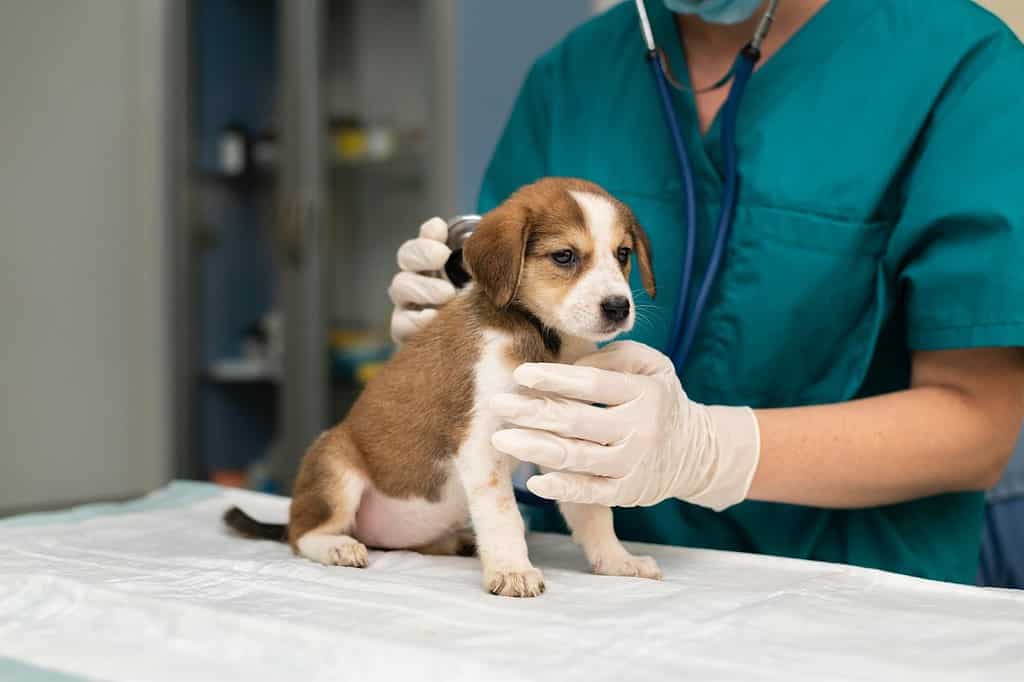 Detailed description of a veterinarian examining a cute puppy at a veterinary clinic.