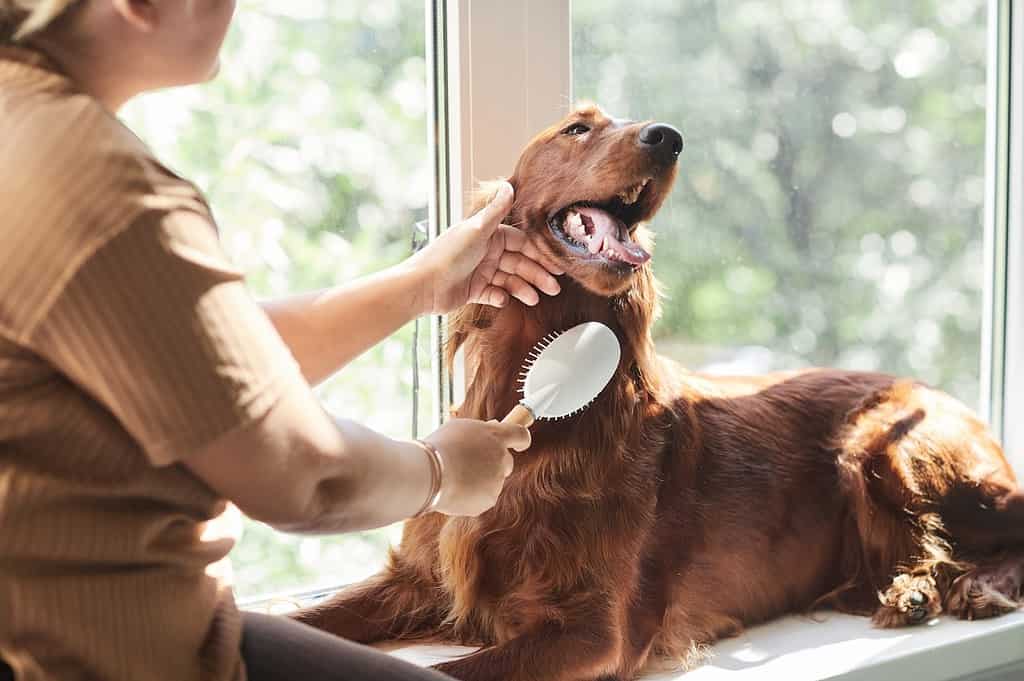 Groomer brushing a retriever dog at a pet grooming salon, indoor grooming station, happy dog.