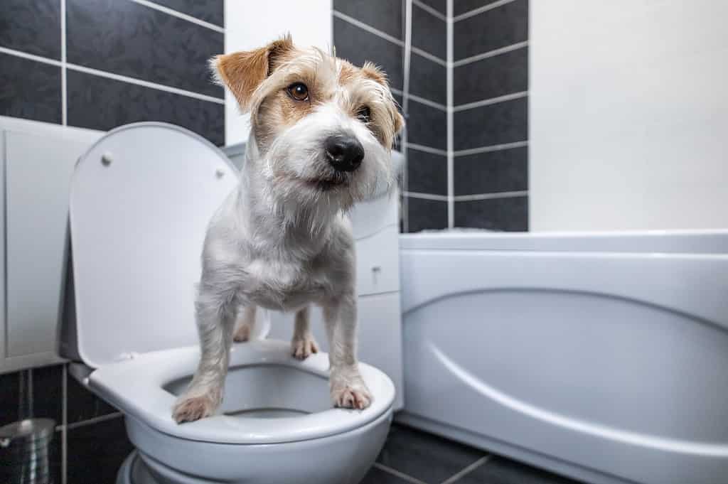 Adorable dog standing on toilet in a modern bathroom.