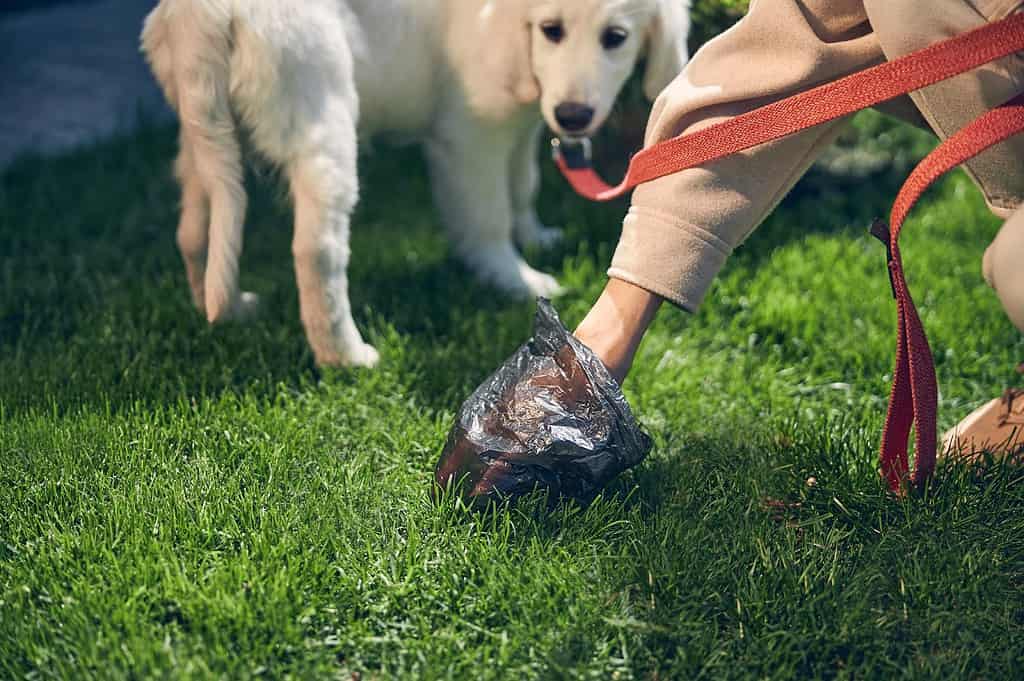 Dog owner cleaning up dog waste on grass, eco-friendly pet cleanup, dog waste disposal.