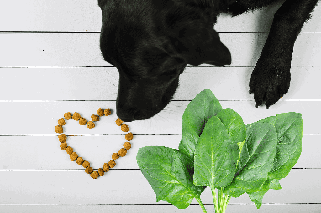 Dog eating organic greens and kibble arranged in a heart shape.