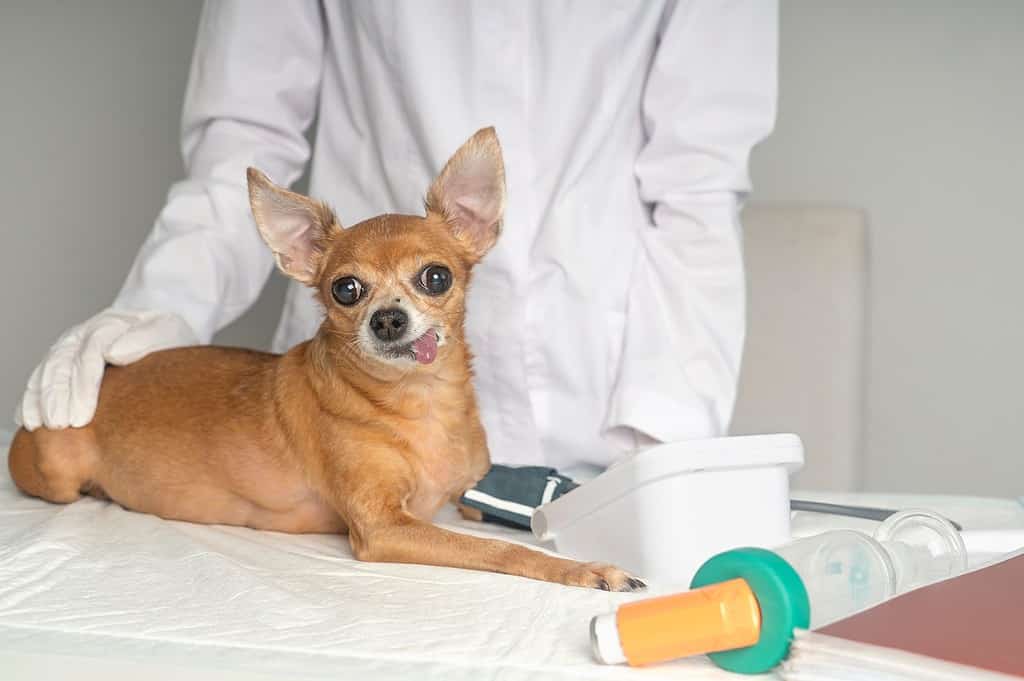 Friendly veterinarian caring for a tiny dog's health in clinic.