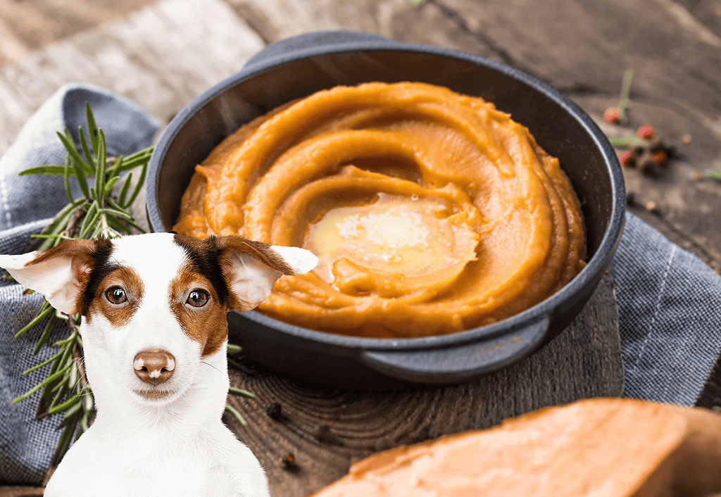 Healthy dog meal with pumpkin puree, ideal for nutrition and digestion, recommended by veterinarians.