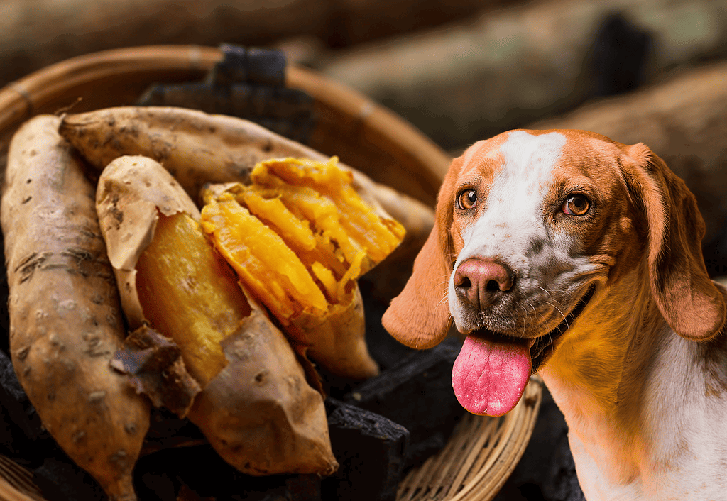 Dog with Sweet Potatoes on Farm.