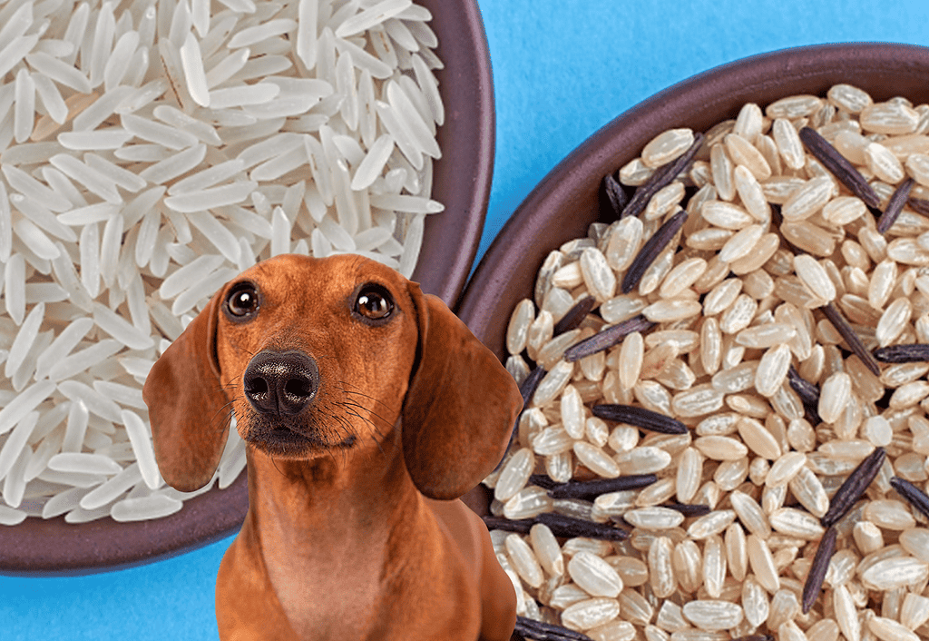 Healthy dog food options for optimal pet nutrition.