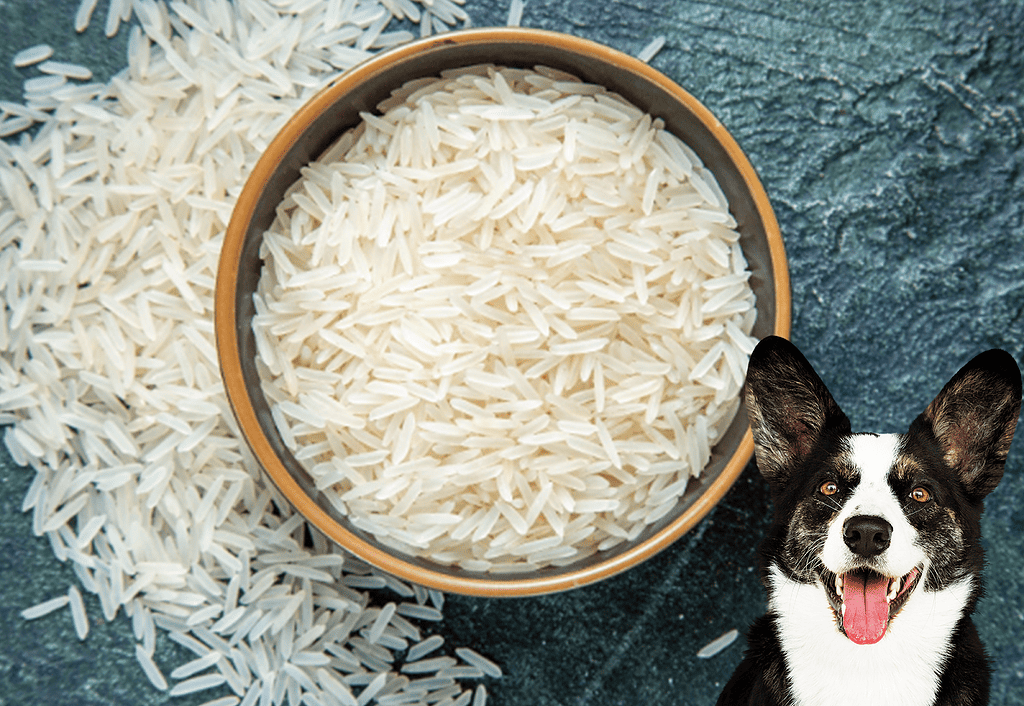 Close-up of white rice in a bowl with a happy dog in the corner.