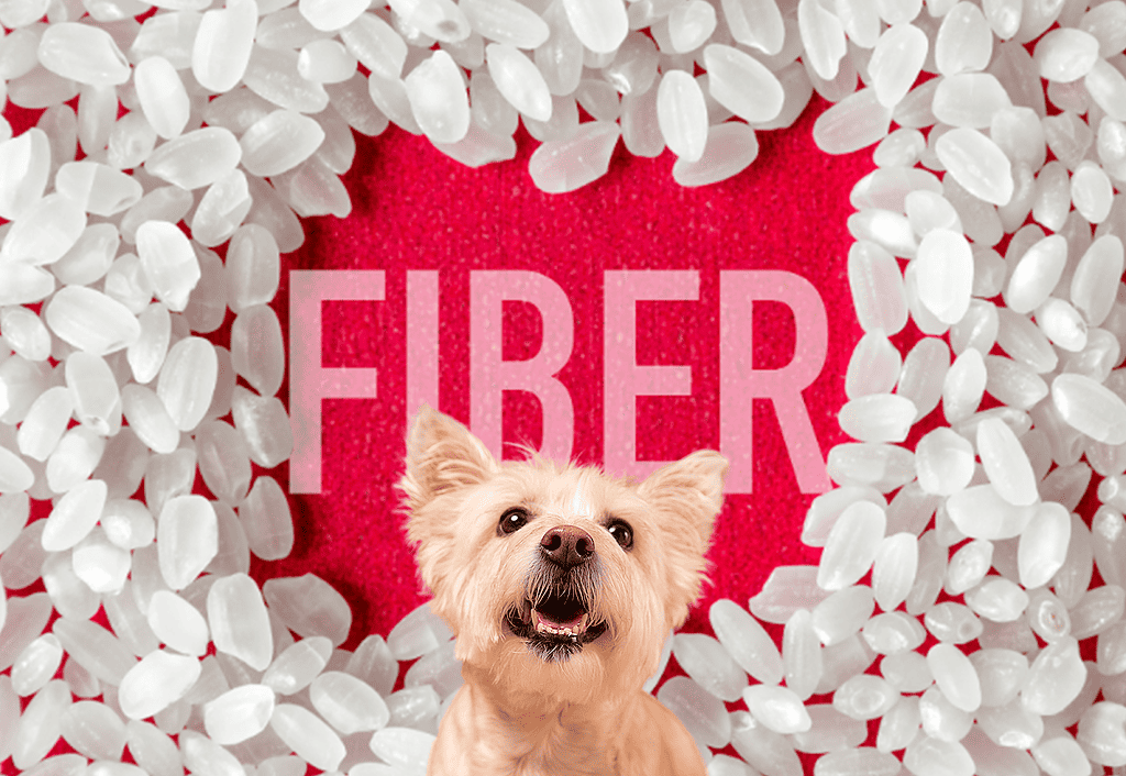 Playful dog with fireworks background for pet celebration.