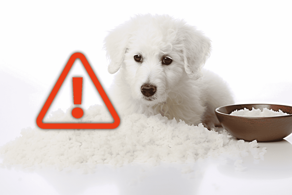 Dog looking at spilled rice with a hazard warning sign.